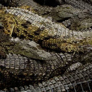 African crocodiles wallpaper