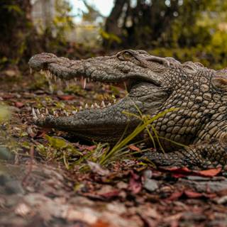 African crocodiles wallpaper