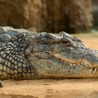 African crocodiles wallpaper