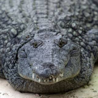 African crocodiles wallpaper