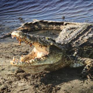 African crocodiles wallpaper
