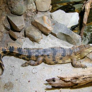 African crocodiles wallpaper