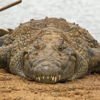African crocodiles wallpaper