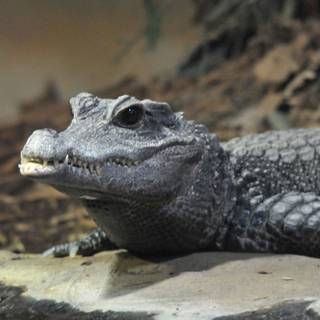 African crocodiles wallpaper