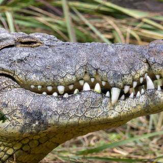 African crocodiles wallpaper