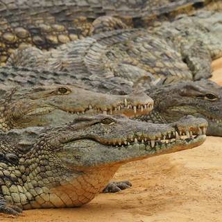 African crocodiles wallpaper