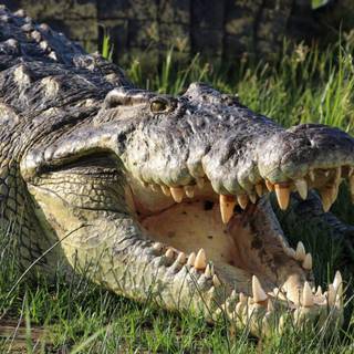 African crocodiles wallpaper