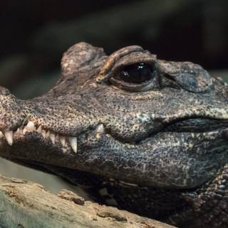 African crocodiles wallpaper