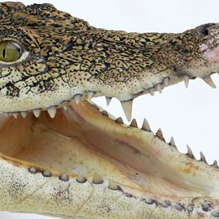 African crocodiles wallpaper