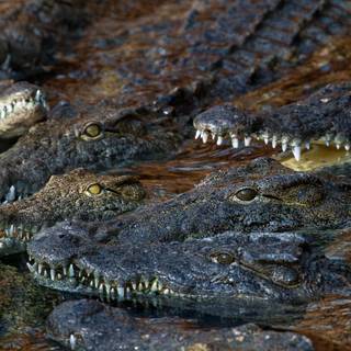 African crocodiles wallpaper