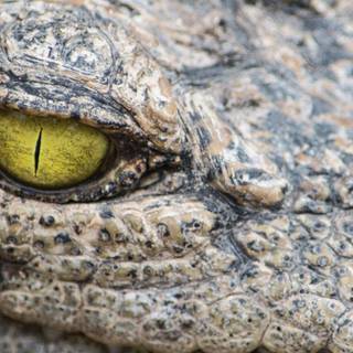 African crocodiles wallpaper