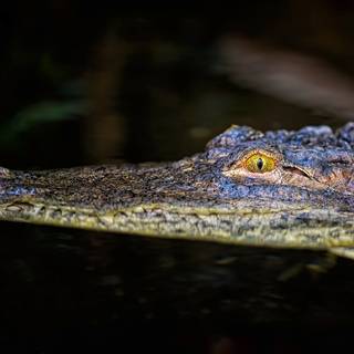 African crocodiles wallpaper