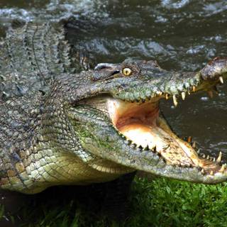 African crocodiles wallpaper