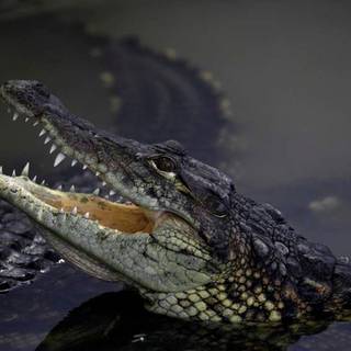 African crocodiles wallpaper