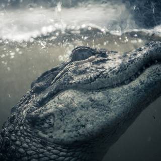 African crocodiles wallpaper