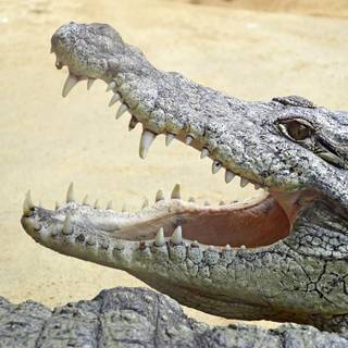 African crocodiles wallpaper