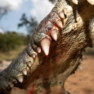 African crocodiles wallpaper