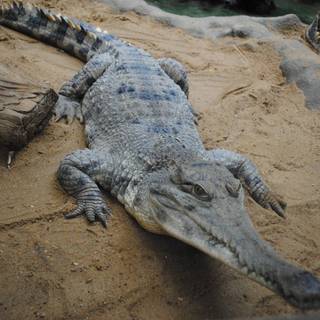 African crocodiles wallpaper