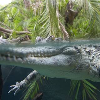 African crocodiles wallpaper