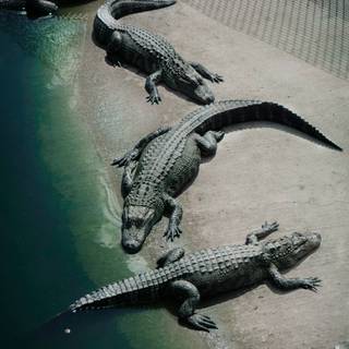 African crocodiles wallpaper