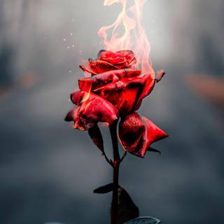 Flaming rose wallpaper