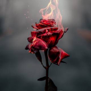 Flaming rose wallpaper