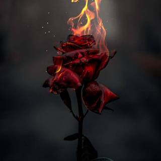 Flaming rose wallpaper