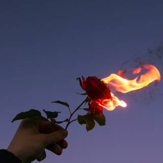 Flaming rose wallpaper