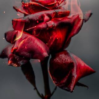 Flaming rose wallpaper
