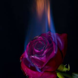 Flaming rose wallpaper