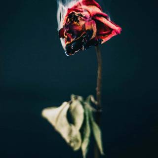 Flaming rose wallpaper