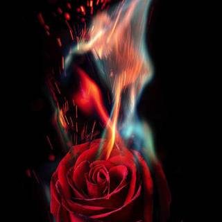 Flaming rose wallpaper