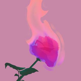 Flaming rose wallpaper