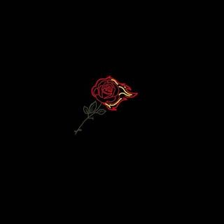Flaming rose wallpaper