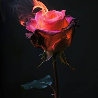 Flaming rose wallpaper