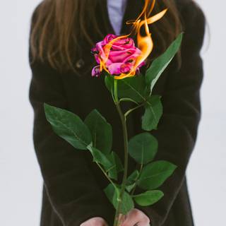 Flaming rose wallpaper