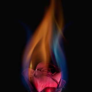 Flaming rose wallpaper