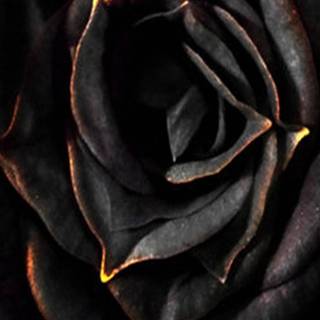 Flaming rose wallpaper