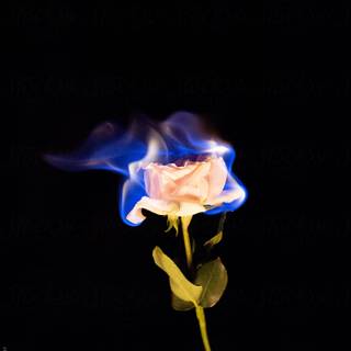 Flaming rose wallpaper