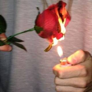 Flaming rose wallpaper