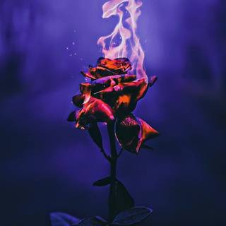 Flaming rose wallpaper