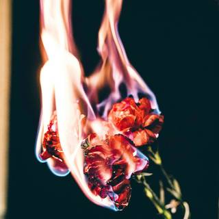 Flaming rose wallpaper