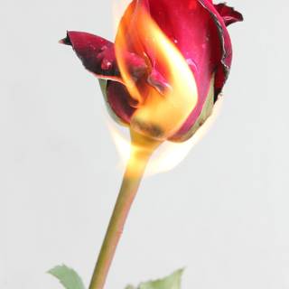 Flaming rose wallpaper