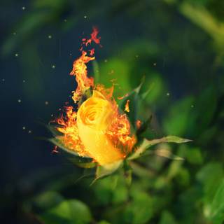Flaming rose wallpaper