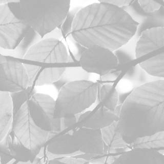 White leaves wallpaper