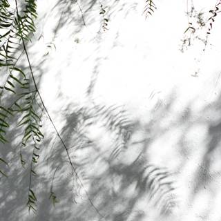 White leaves wallpaper