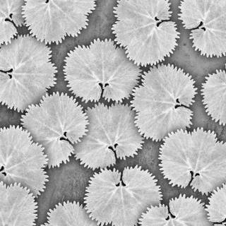 White leaves wallpaper