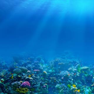 Underwater 8k wallpaper