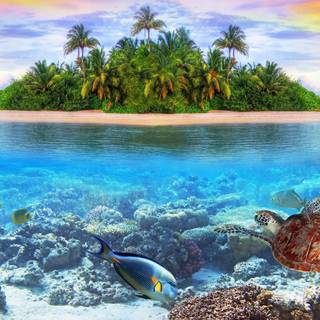 Underwater 8k wallpaper