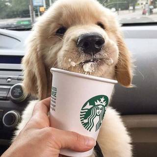 Starbucks dog wallpaper